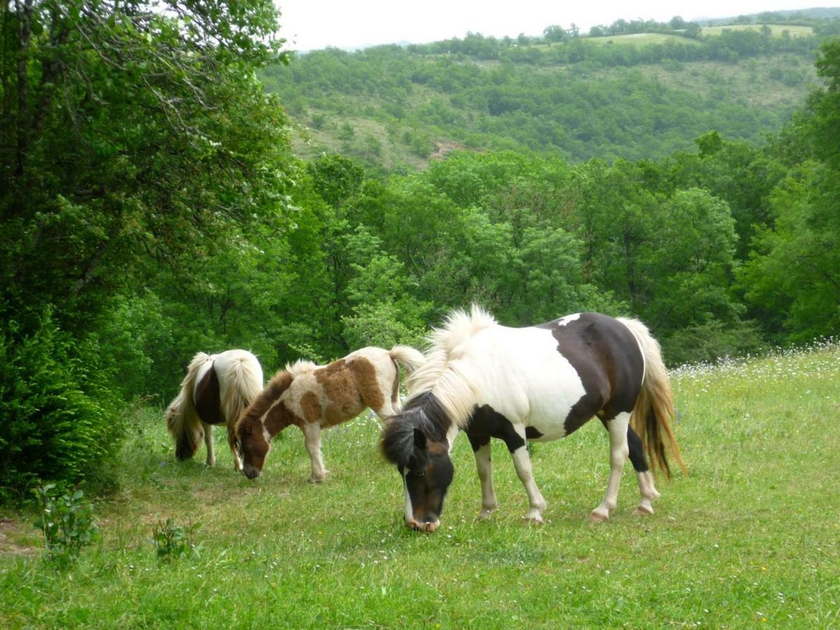 Domaine De Sautou Castanet (Tarn) Bagian luar foto